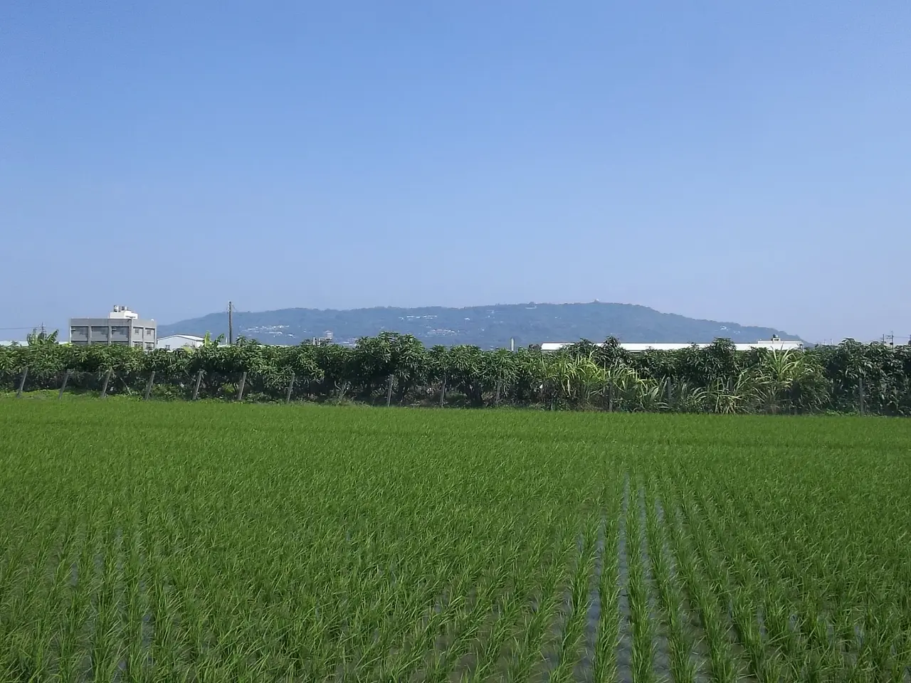 高雄市仁武區近鳳仁路農地